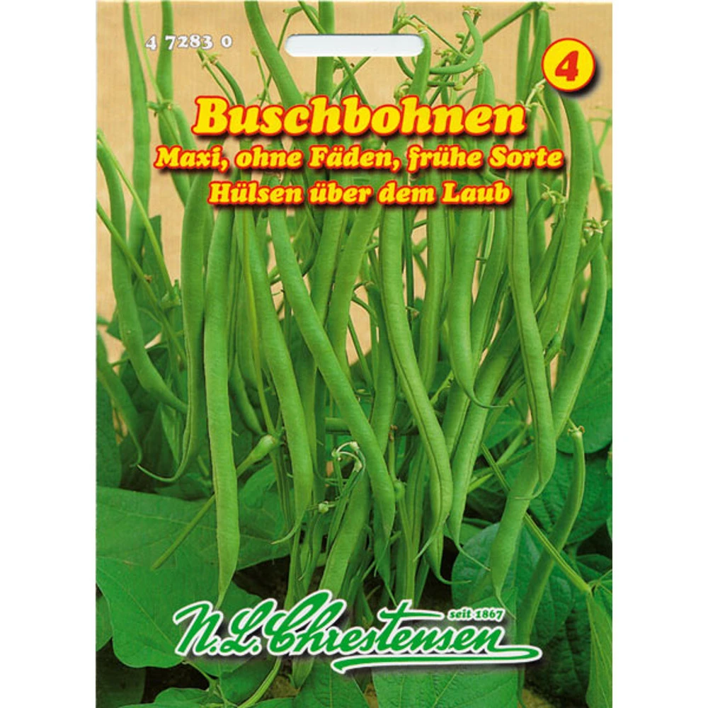 Buschbohnen Maxi Frühe Sorte Mit Hohen Ertrag