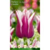 Lilienblütige Tulpen Claudia Holland Park Blumenzwiebeln