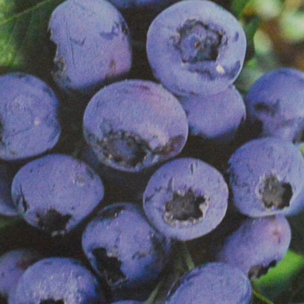 Fruchtpflanze Vaccinium Cory. Heidelbeere Im Blumentopf - Image 2