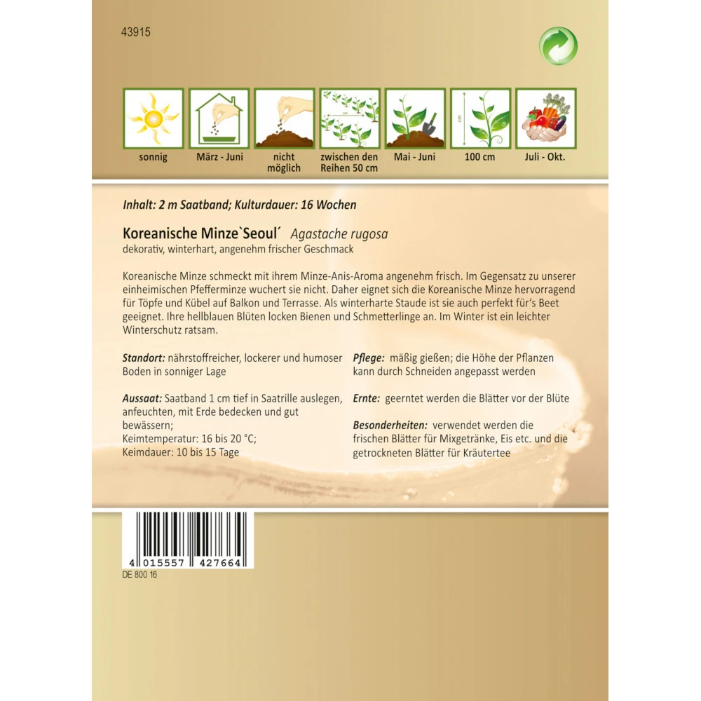 Saatgut Koreanische Minze, Ca. 2 Meter Saatband, Winterhart - Image 2