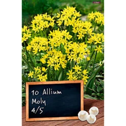 Blumenzwiebeln Goldlauch Allium Moly