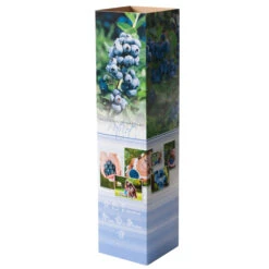 Fruchtpflanze Vaccinium Cory. Heidelbeere Im Blumentopf