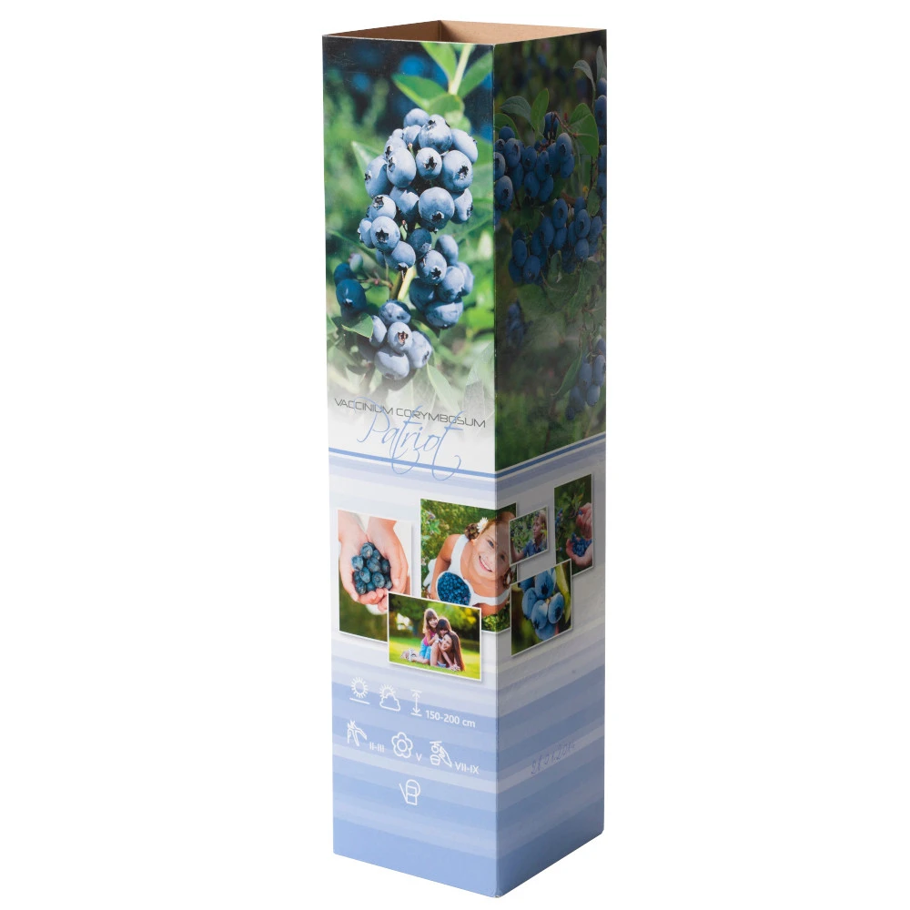 Fruchtpflanze Vaccinium Cory. Heidelbeere Im Blumentopf